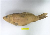 藏品(鯉)的圖片